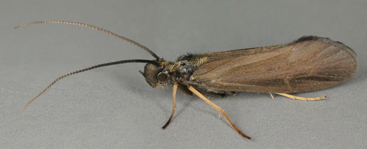 Bushtailed Caddisflies - photo 2