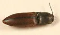 Sericus incongruus