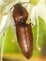 Sericus incongruus - photo 3