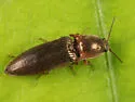 Sericus viridanus