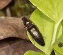 Sericus viridanus - photo 5