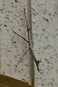 Mexican Walkingstick