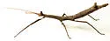 Mexican Walkingstick - photo 2
