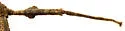 Mexican Walkingstick - photo 3
