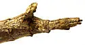 Mexican Walkingstick - photo 4