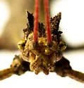 Mexican Walkingstick - photo 5