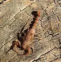 Serradigitus joshuaensis