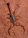 Serradigitus wupatkiensis