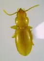 Serranillus dunavani