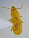 Serranillus dunavani - photo 2