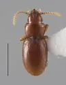 Serranillus dunavani - photo 3