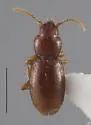 Serranillus jeanneli
