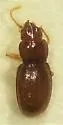Serranillus septentrionis