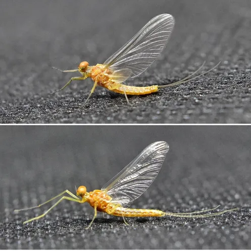 Serratella albai - Serratella albai