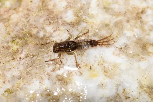 Serratella hispanica