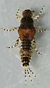 Serratella micheneri