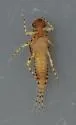 Serratella micheneri - photo 2