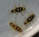 Serratella micheneri - photo 3