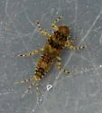 Serratella micheneri - photo 4