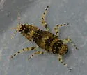 Serratella micheneri - photo 5