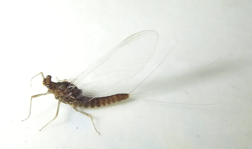 Serratella serrata - photo 2