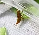 Serratella serratoides - photo 2