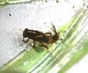 Serratella serratoides - photo 3