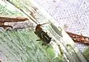 Serratella serratoides - photo 4