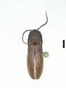 Serrifornax infelix