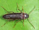 Serropalpus coxalis - photo 2
