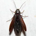 Serropalpus coxalis - photo 3
