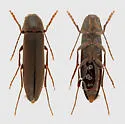Serropalpus coxalis - photo 4