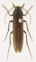 Serropalpus substriatus