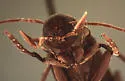 Serropalpus substriatus - photo 2