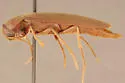 Serropalpus substriatus - photo 3