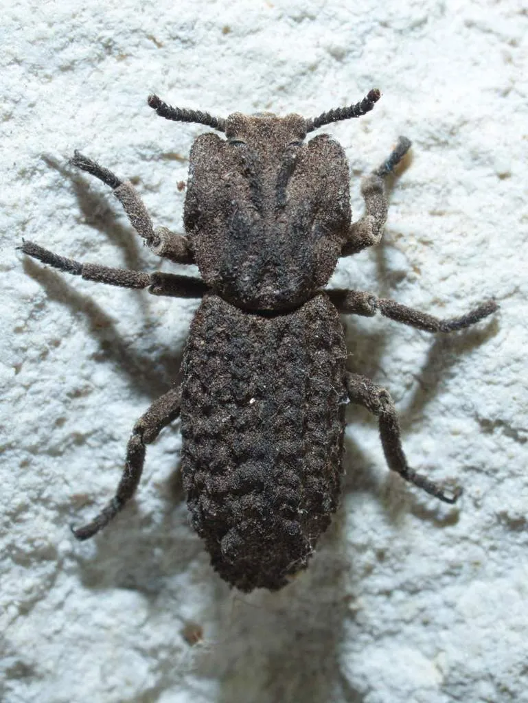 Sesaspis emarginata - photo 2