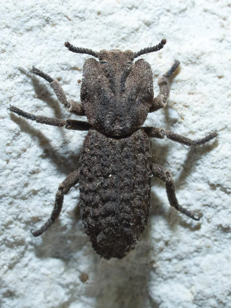 Sesaspis emarginata - photo 3
