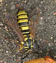 Sesia pacificum - Hodges#2543.01