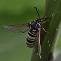 Sesia spartani - Hodges#2543.1 - photo 4