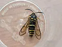 American Hornet Moth - Hodges#2543