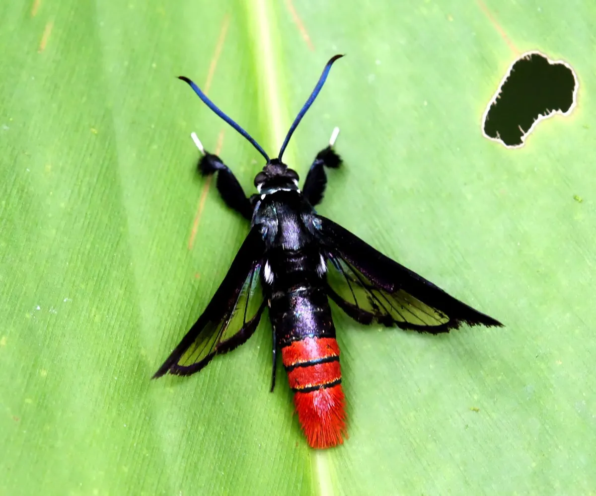Clearwing Moths - photo 2