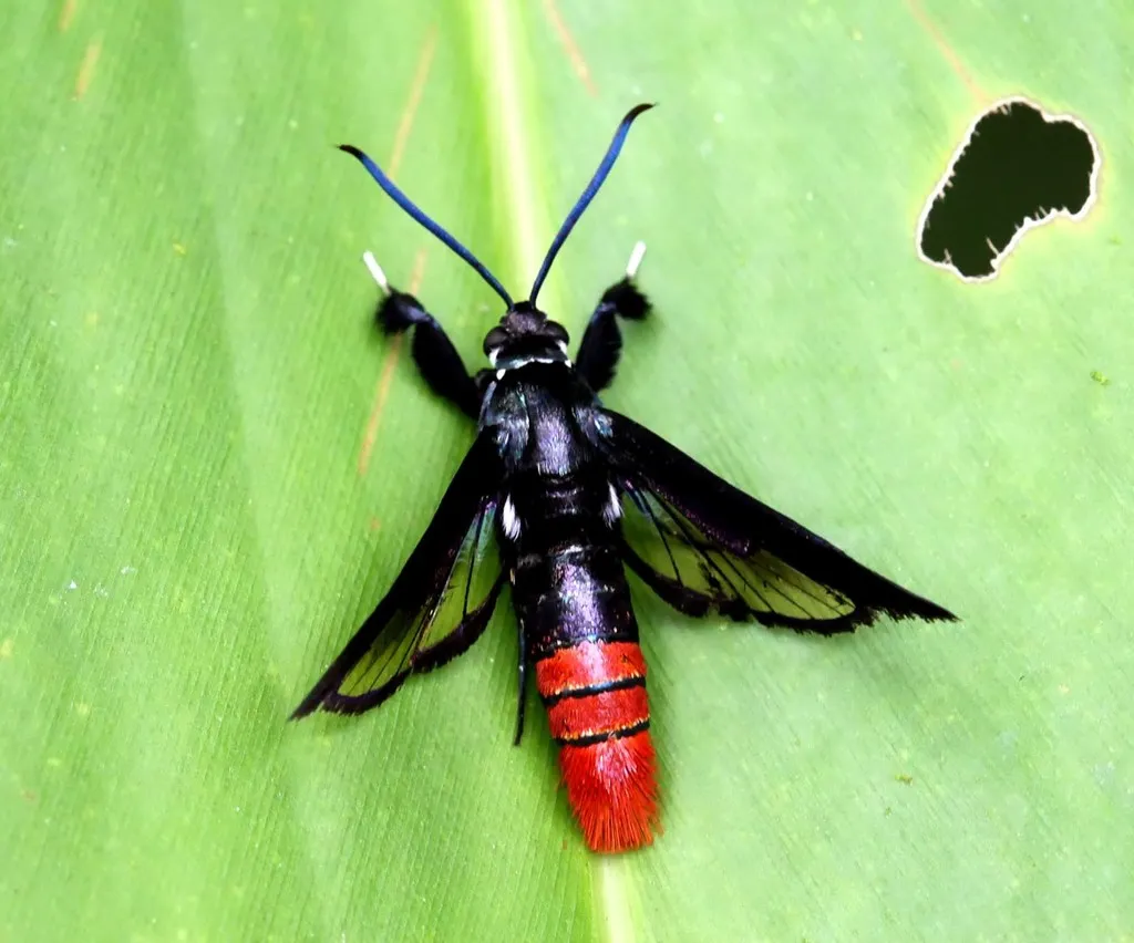 Clearwing Moths - photo 3