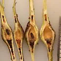 Sesioplex depressus - Sesioplex depressus