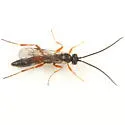 Sesioplex depressus - photo 4