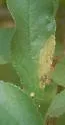 Setabara histrionica