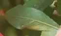 Setabara histrionica - photo 3