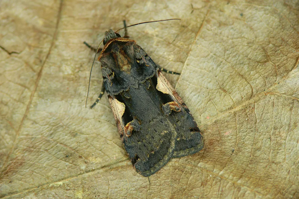Setaceous Hebrew Character - photo 2