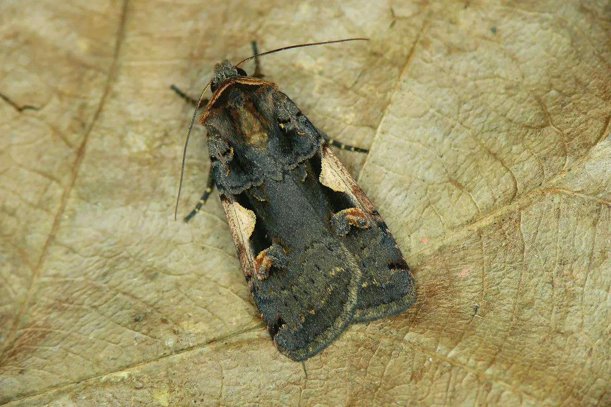 Setaceous Hebrew Character - photo 3