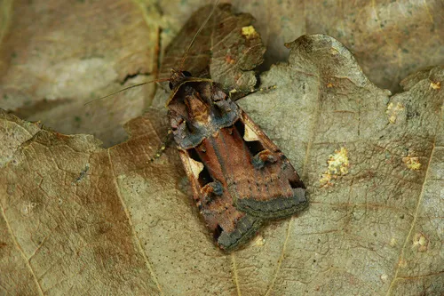 Setaceous Hebrew Character - photo 5