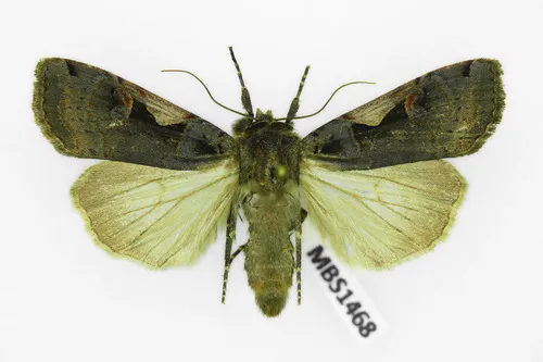 Setaceous Hebrew Character - photo 8